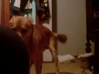 Fabulous missionary fucking movie features an amateur zoo sex loving whore banged by a K9
